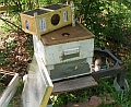 The bees are now in the hive