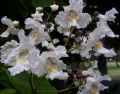 Catalpa Blossoms